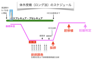 体外受精のスケジュール