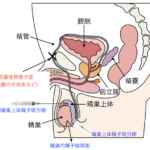 無精子症の治療