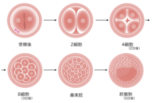 受精卵