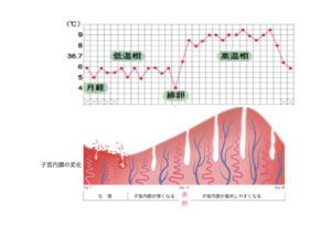 子宮内膜の変化