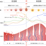 月経周期をホルモン