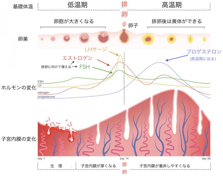 月経周期をホルモン