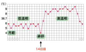 基礎体温の排卵日