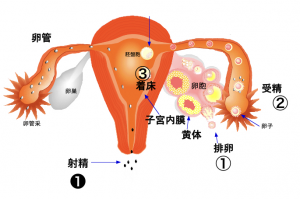 妊娠するまで