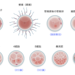 受精卵の発育