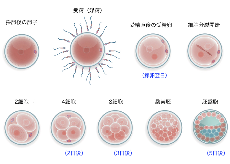 受精卵の発育