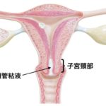 頸管粘液