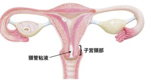 頸管粘液