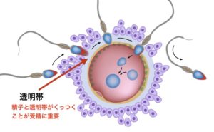 透明帯受精