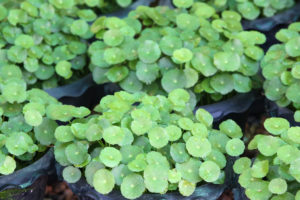 Centella asiatica