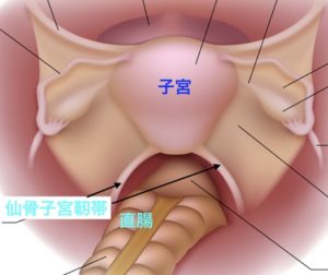 仙骨子宮靭帯