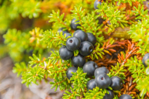 crowberry