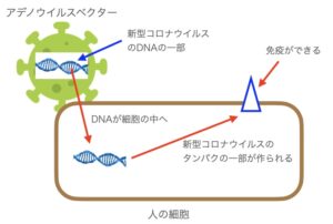 アデノウイルスベクター